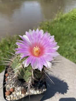 Thelocactus bicolor